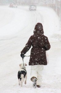 DOG WLK IN SNOW